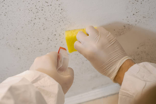 Best Residential Mold Inspection & Testing  in Davenport, FL